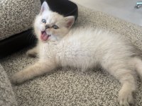 Blue point erkek yavru british shorthair