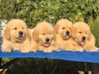 GOLDEN RETRİEVER YAVRULARIMIZ