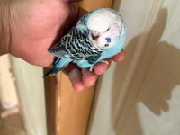 30 günlük kusursuz 3 jumbo erkek bebek muhabbet