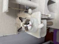 4 erkek saf yavru ragdoll