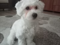 Maltese terrier 8 aylık