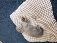Safkan british ve scottish fold