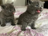 British shorthair bebekler