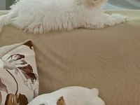 8 Aylık Orjinal Dişi Maltese Terrier