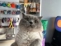 British shorthair kedimiz