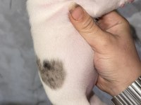 FRANSIZ BULLDOG
