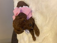 Minik kurabiyeler kore baba - kore kan anne poodle yavruları