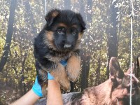 ALMAN ÇOBAN KÖPEĞİ YAVRULARI