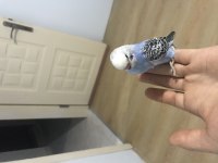 Yavru muhabbet kuşları ele alışkın