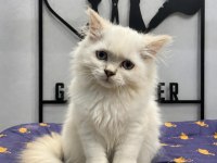A Kalite De Blue Point British Longhair