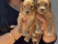 Sağlık Ve Irk Garantili Toy Poodle Yavrularım
