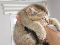 British shorthair yavrular