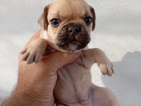 MERAKLISINA FRENCH BULLDOG