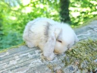 Mini lop ve cüce tavşan bebeklerimiz