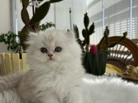 Safkan kaliteli golden yavrular (british ve scottish fold)