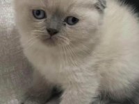 Scottish fold yavrularımız