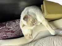 Beyaz gözlü erkek british shorthair