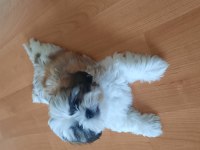 Yakışıklı shih tzu oğlum