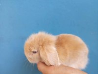 Hollanda Teddy Lop Tavşan Yavruları