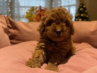 Toy Poodle Bebeklerimiz