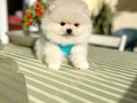 2 ERKEK AYICIKLAR POMERANİAN BOO