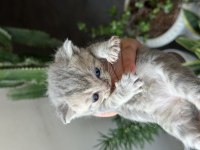 British shorthair kedisi