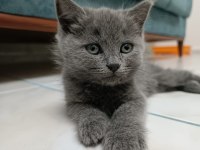British Longhair Gayet Sağlıklı