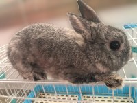 Hollanda Cüce Erkek Damızlık Chinchilla Renk Tavşan