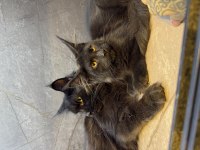 Siyah Aşkı Maine Coon