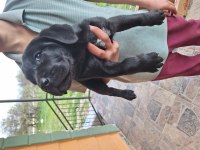 Orjinal uygun cane corso