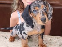 BLUE MERLE MİNİ DACHSHUND BEBEĞİMİZ ÇİFTLİĞİMİZ