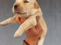 Baby face golden retriever yavrular