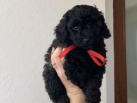 TOY POODLE YAVRULAR BANDIRMA