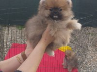 Bayram özel kampanya bayram şekerleri pomeranian boo