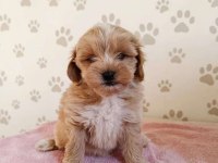 MALTİPOO IRKININ EN İYİSİNİ İSTEYENLERE
