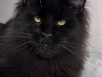 Türkiyenin her şehrine bizzat teslim big size maine coon