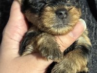 Türkiyede böylesi yok kore yorkshire terrier