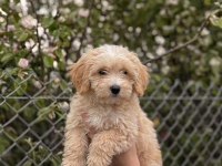 Toy poodle ve maltipoo