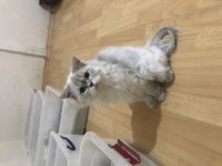 Ücretsiz sahiplendirme kediler
