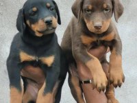 Son 1 dişi 1 erkek Doberman yavrular kapıda ödemeli
