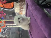 British Shorthair Scottish Fold yavrular