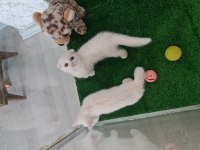 Pamuk çocuk kedilerim