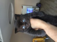 British shorthair bitter yavru