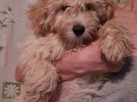 6 ocak doğumlu son erkek MALTİPOO