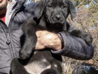 LABRADOR YAVRU KÖPEĞİMİZ