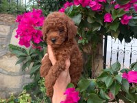 KIVIRCIK TOY POODLE KÖPEKLER