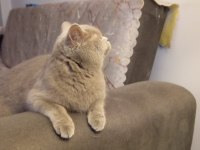 Dişi british shorthair