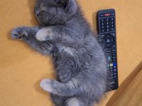3 aylık aşıları yapıldı scottish fold