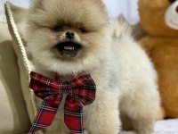 Show class efsane dişi pomeranian boo