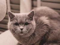 KEDİMİZE ÖMÜRLÜK YUVA ARANIYOR